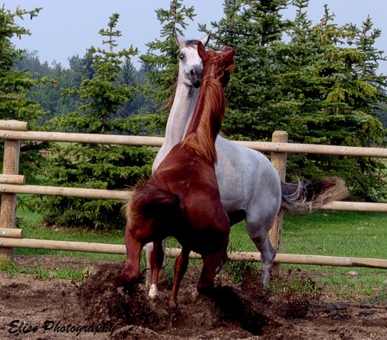 Stuart  Ozzy Play 2010.jpg