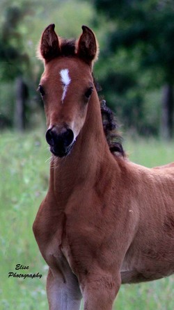 Kapi 2011 filly4 fina sml.jpg