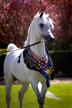 TF ROYAL SHAHBAZ.jpg