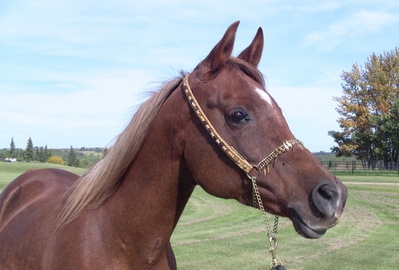 WS Magnolia - 800 - IMG_0150-w.jpg