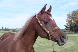 WS Magnolia - 800 - IMG_0150-w.jpg